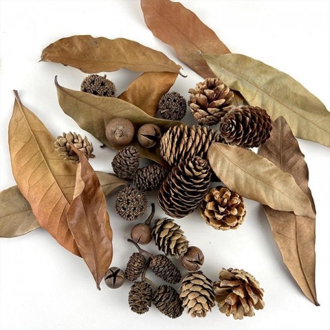 Aquarium Alder Cones Natural Plants for Fish Tanks pH Lowerer & Decor